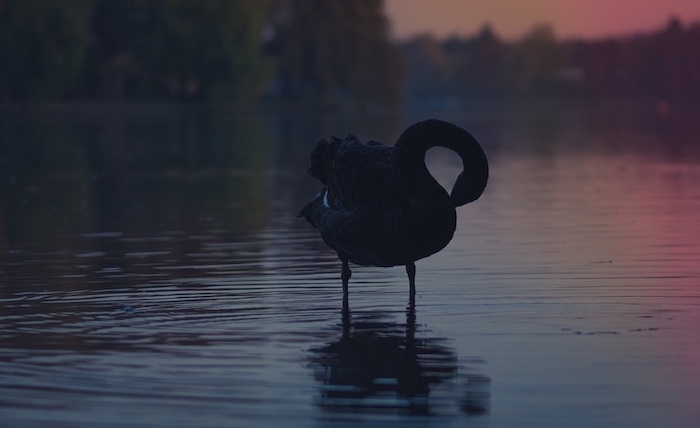 black-swan-content-marketing-plan black swan content marketing plan