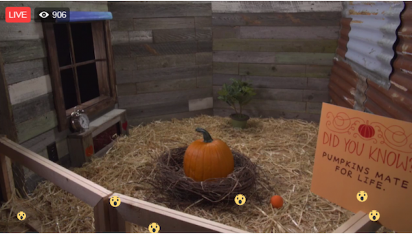 Starbucks-pumpking-latte-live Starbucks pumpking latte live